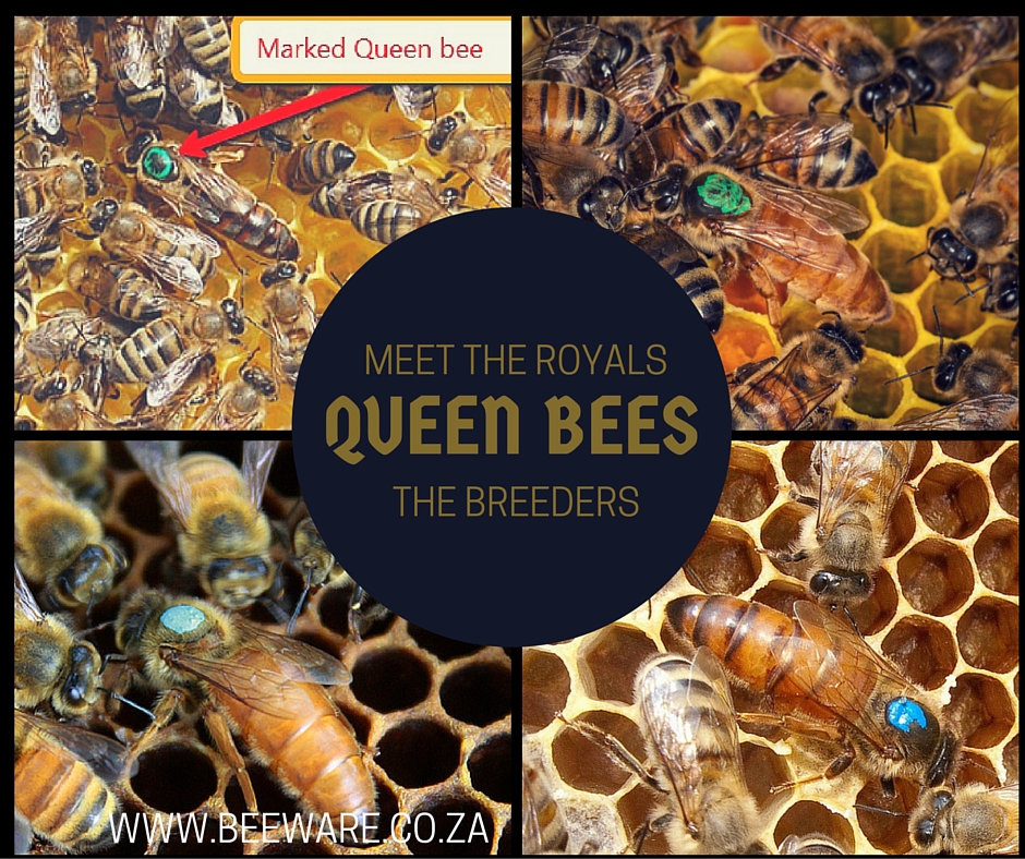 Queen excluders back in stock