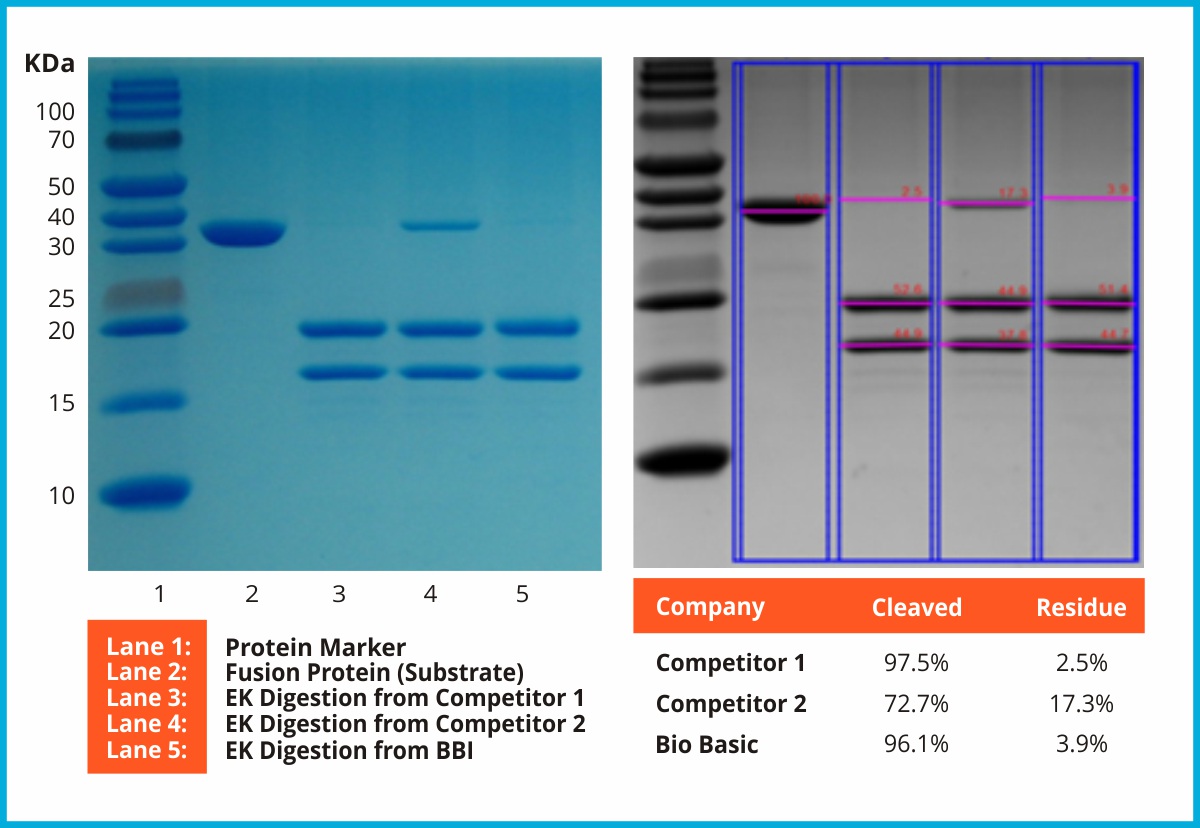 Recombinant Protein Chart