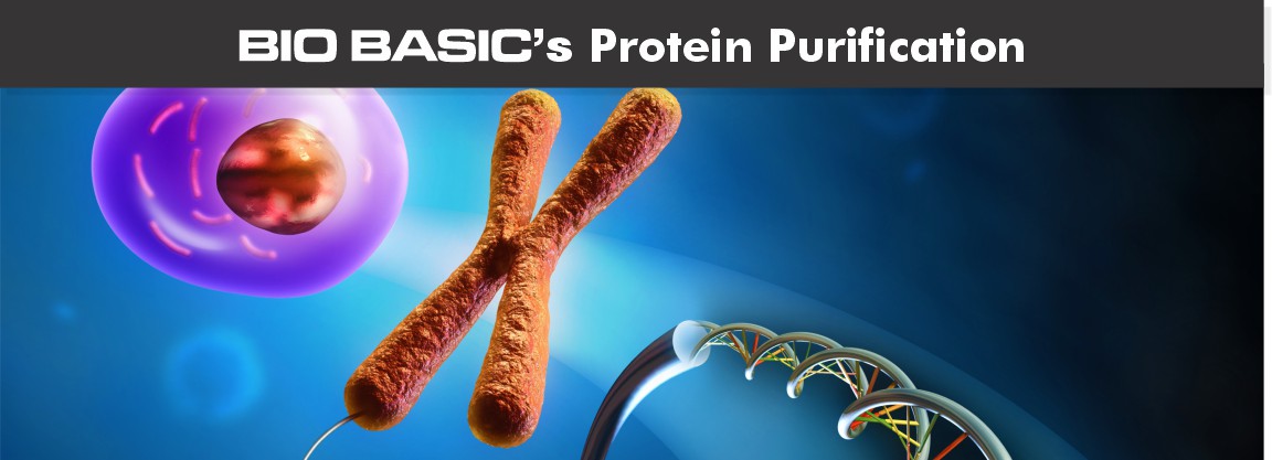 Protein Purification