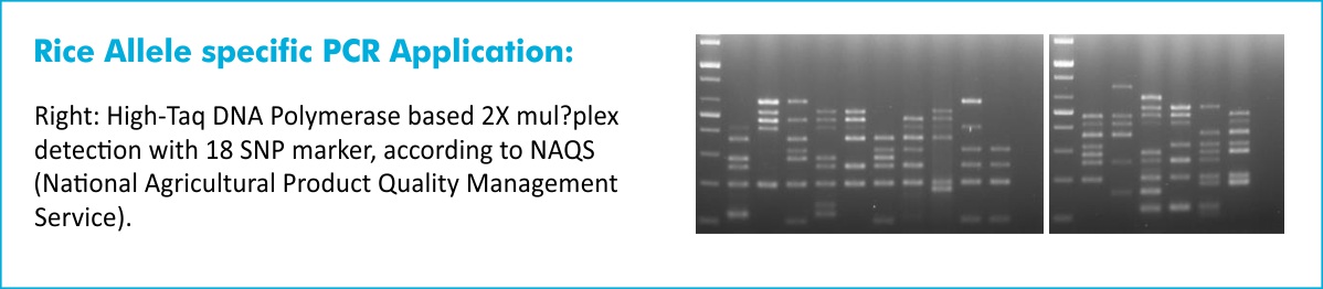 Rice Allele specific PCR application