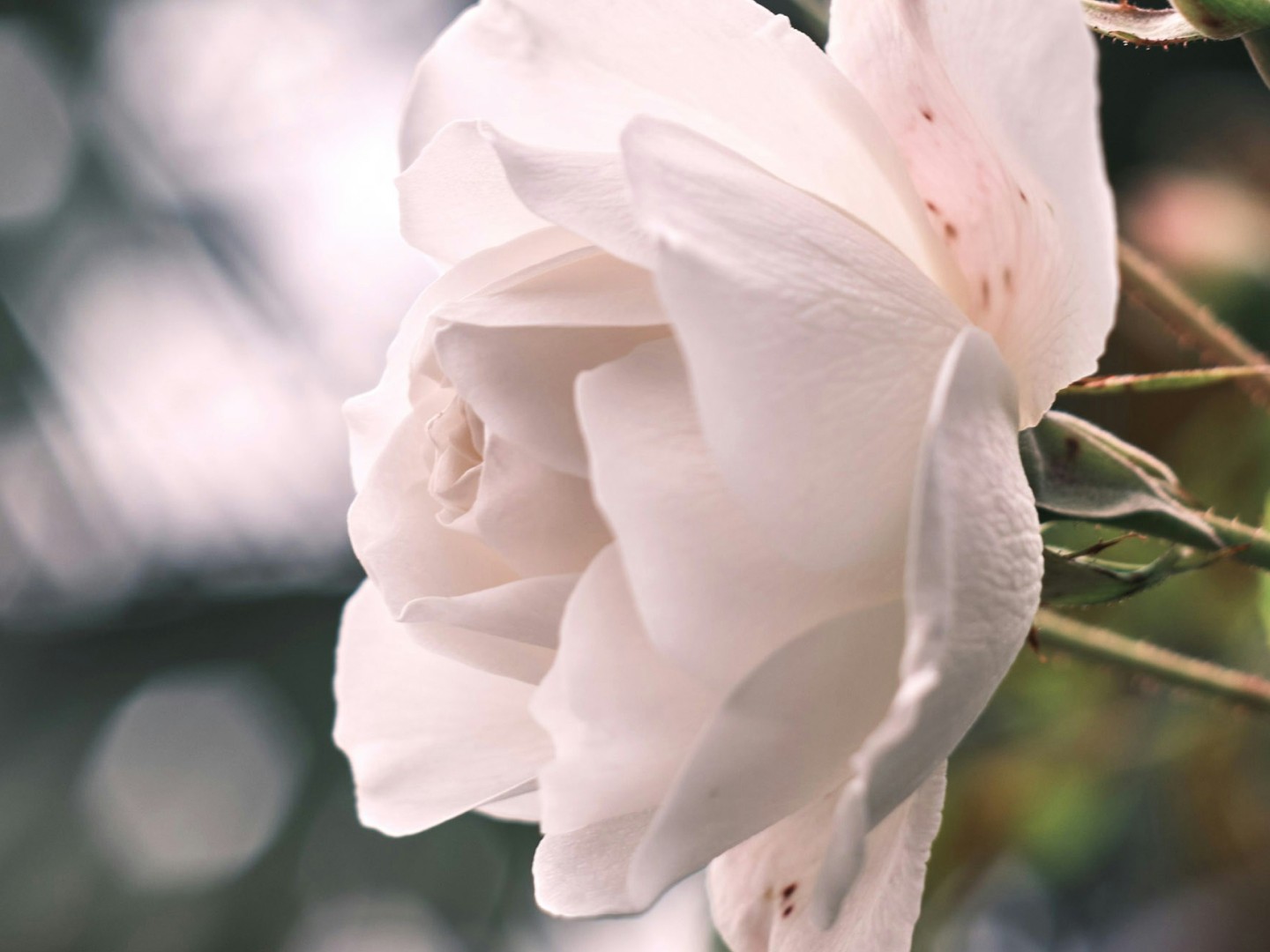 Matters of Life & Death - Covenant Marriage