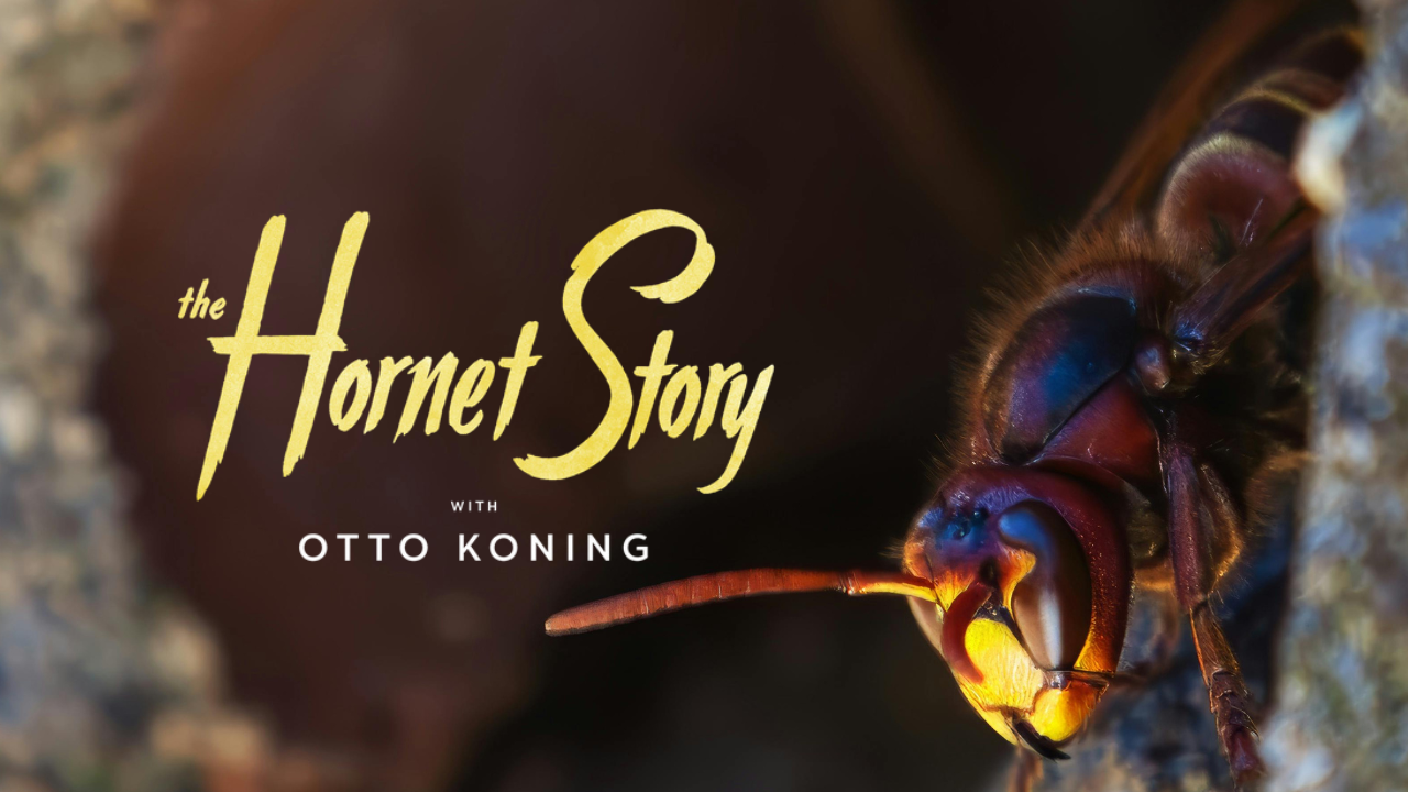 Video: Otto Koning “The Hornet Story“