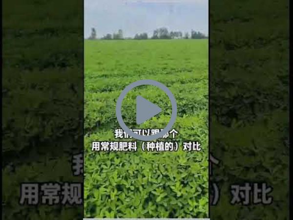 Peanut farm in China