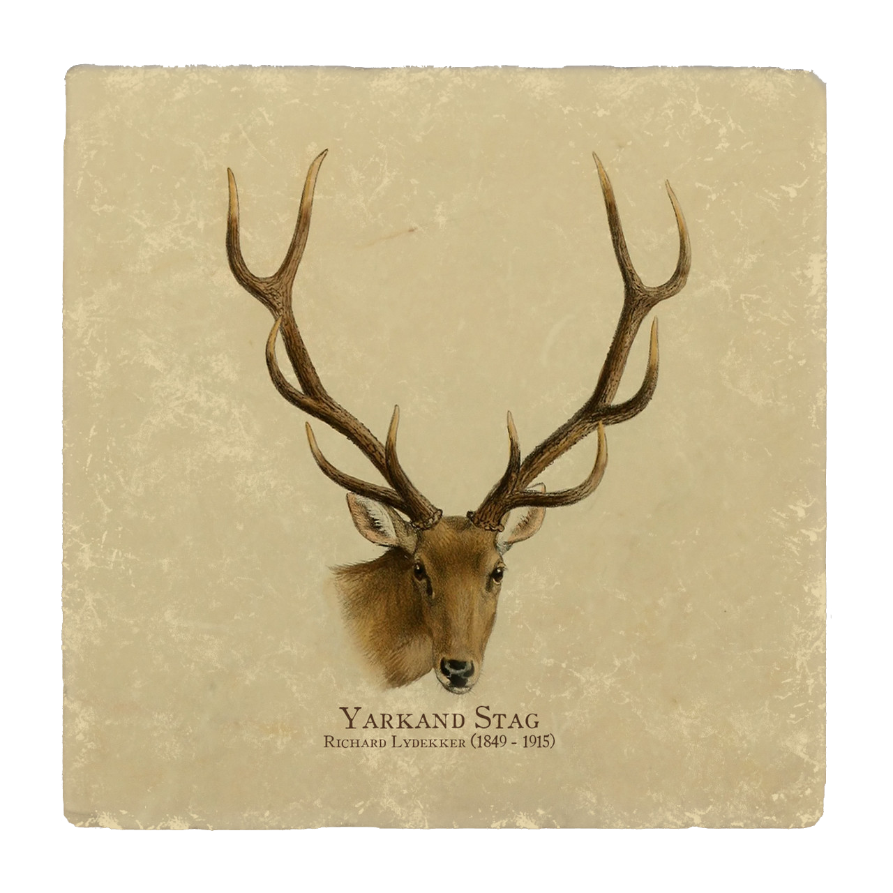 “Yarkand Stag“ Tumbled Stone Coaster