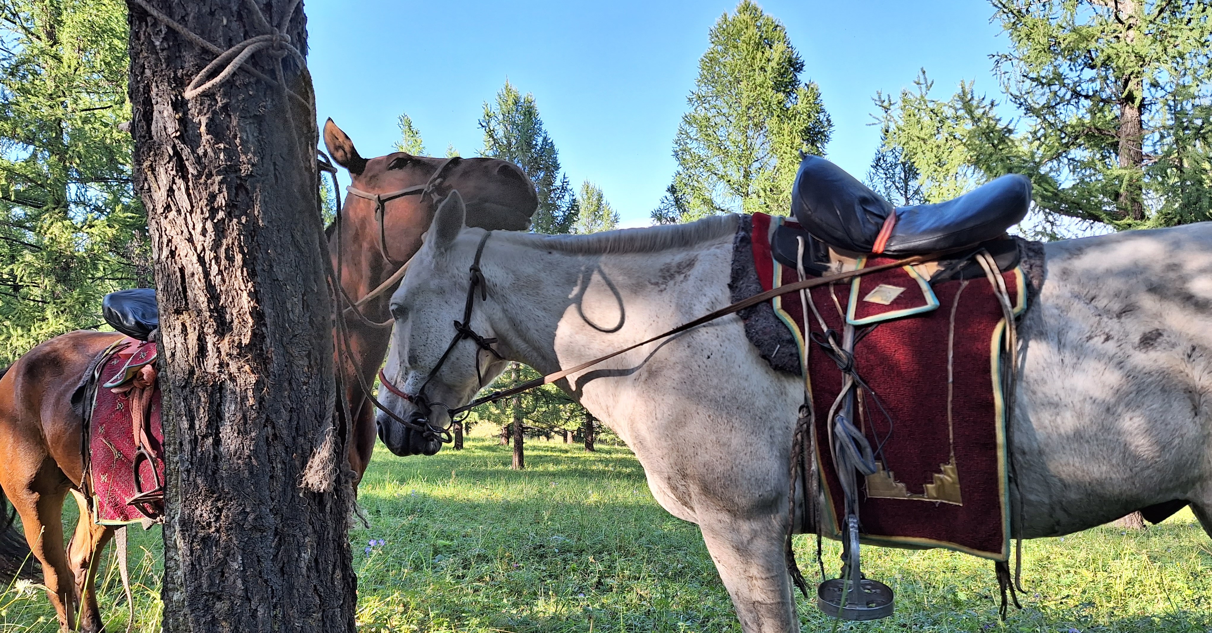 A white and gray horse wearing a saddle is standing next to a tree, and a brown horse  is standing on the other side of the tree.