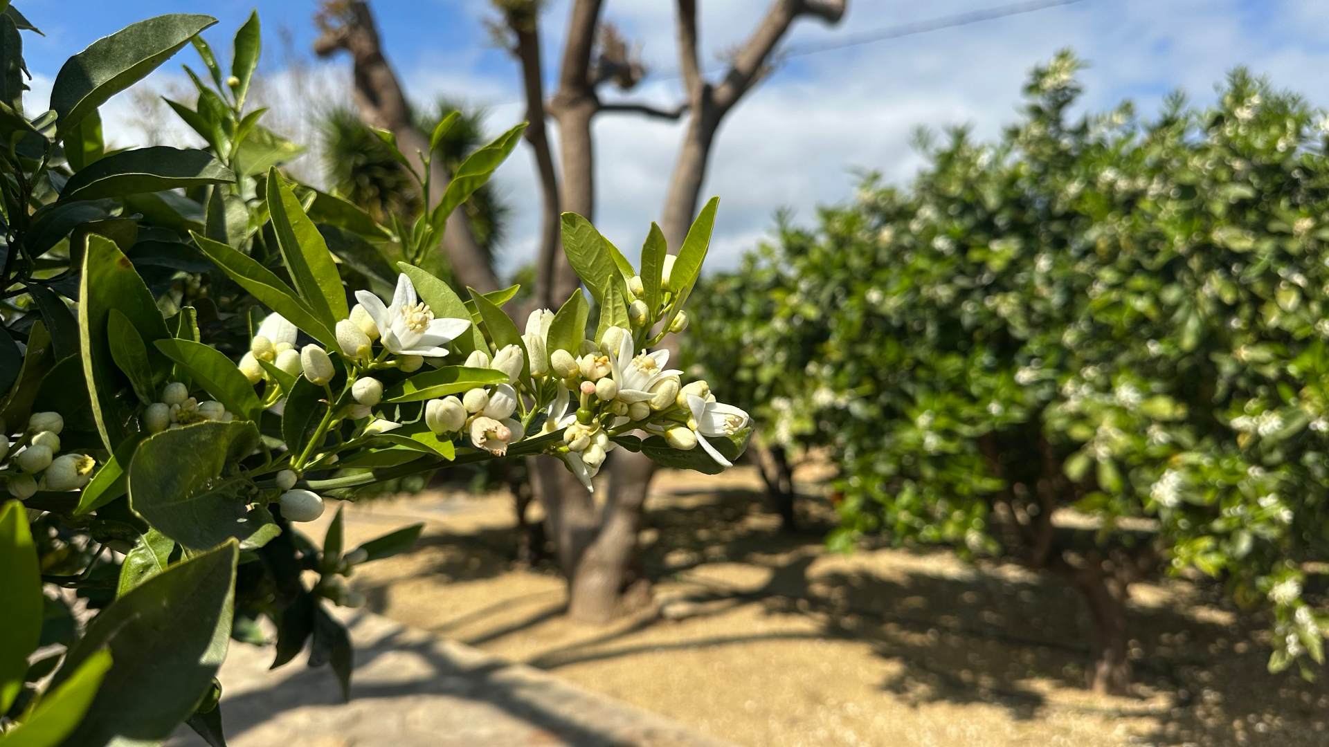 Cortijo El Sarmiento