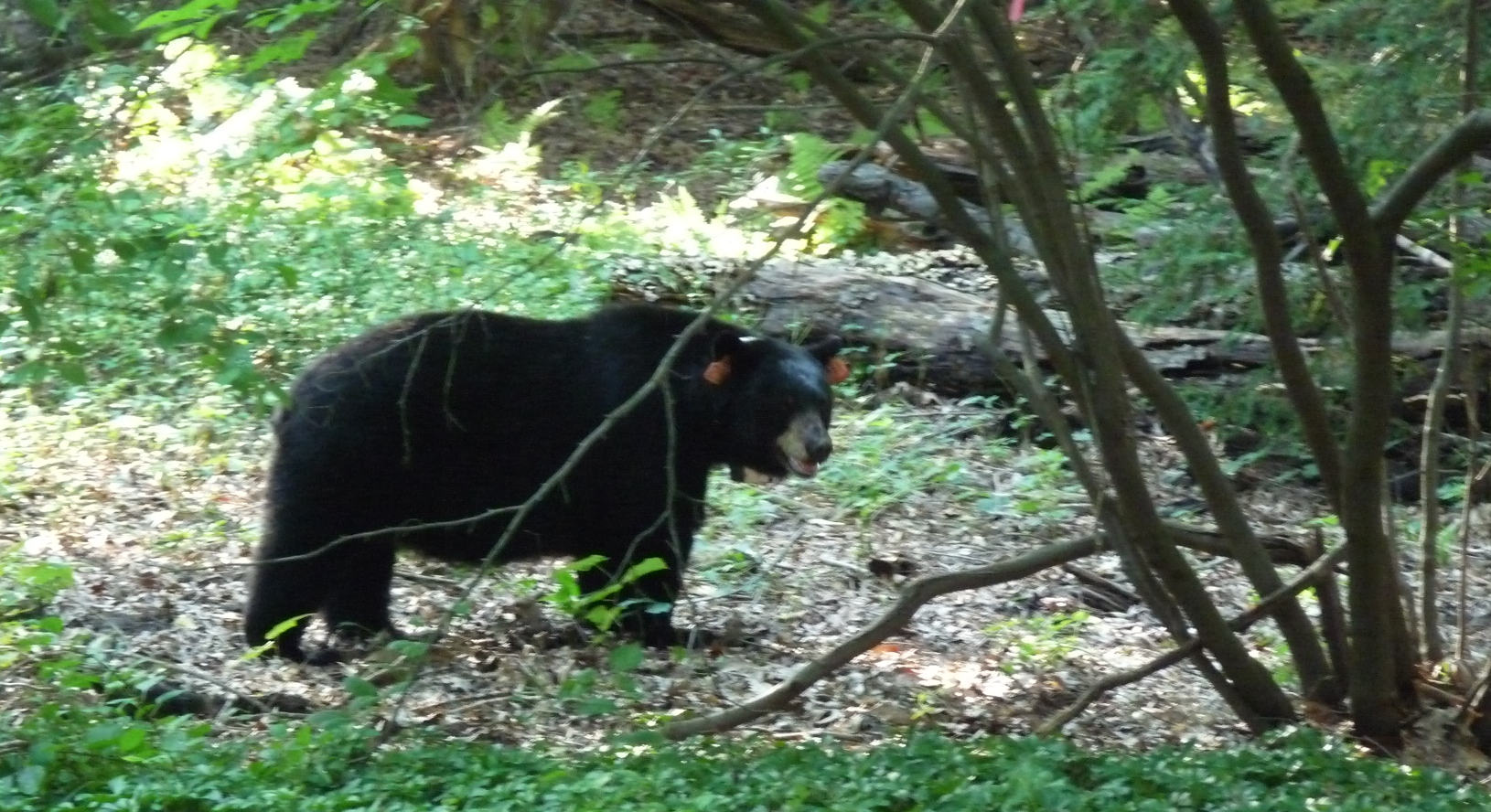 Mama Black Bear in my backyard woods.