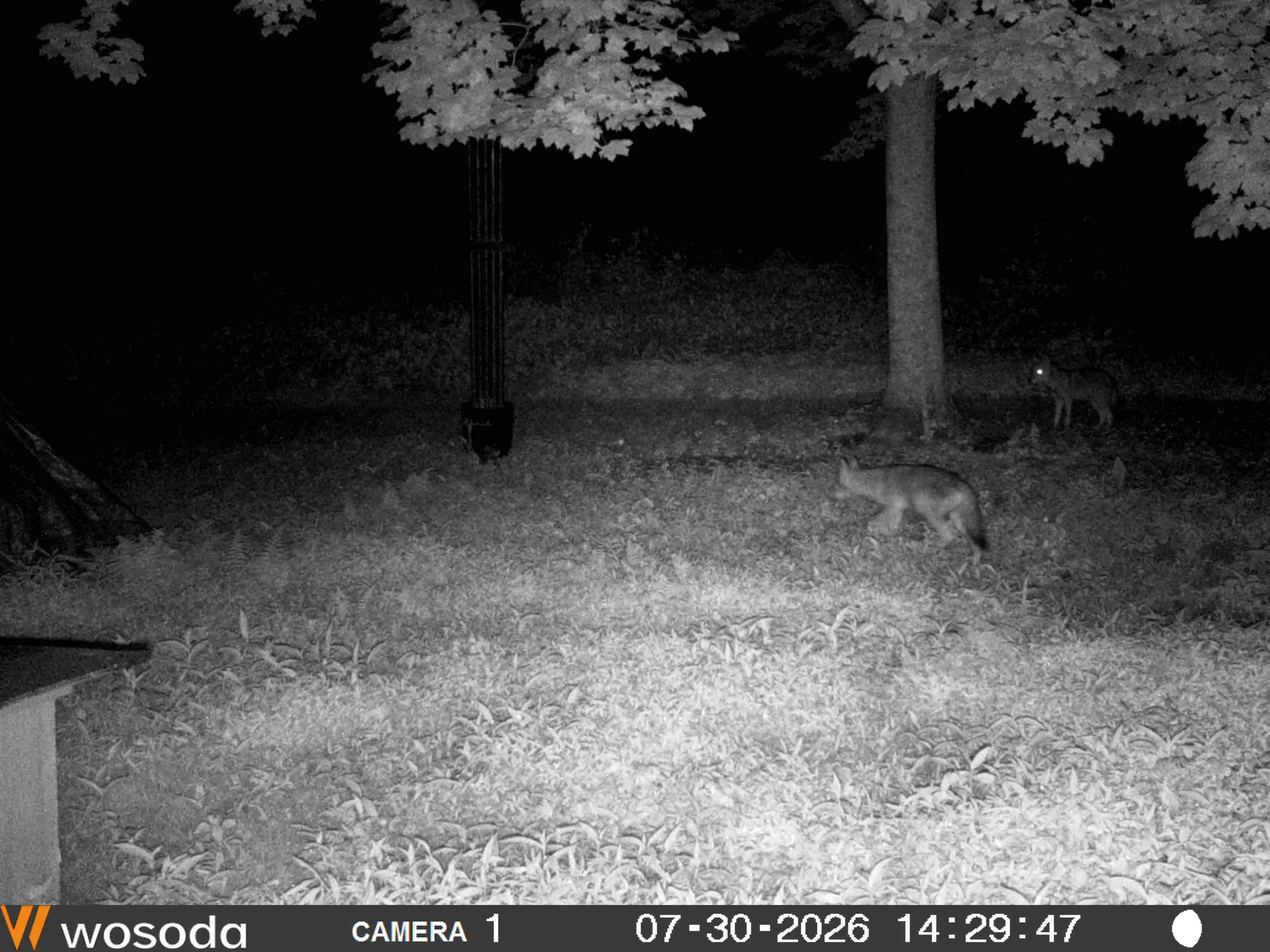 Infra-red photo of Coyotes/Coy-dogs visiting my yard at night.