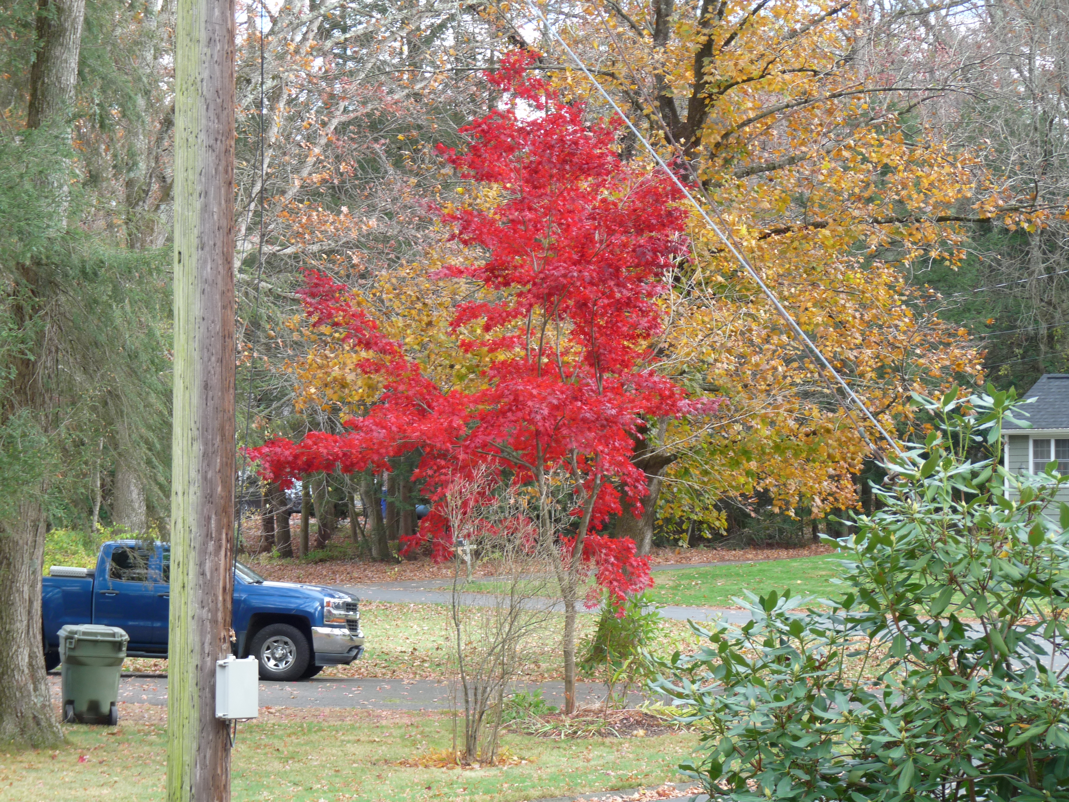 Photo of Starlight before her first BioResonance tgreatment.