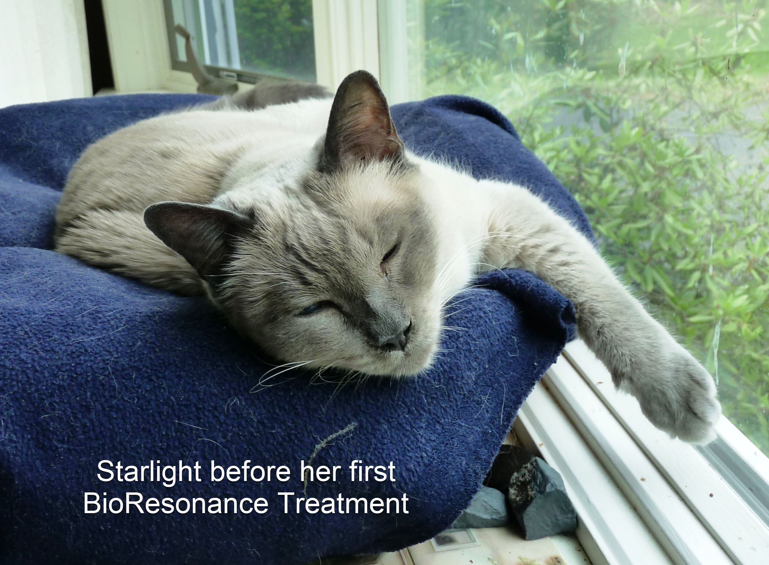 Photo of Starlight before her first BioResonance tgreatment.