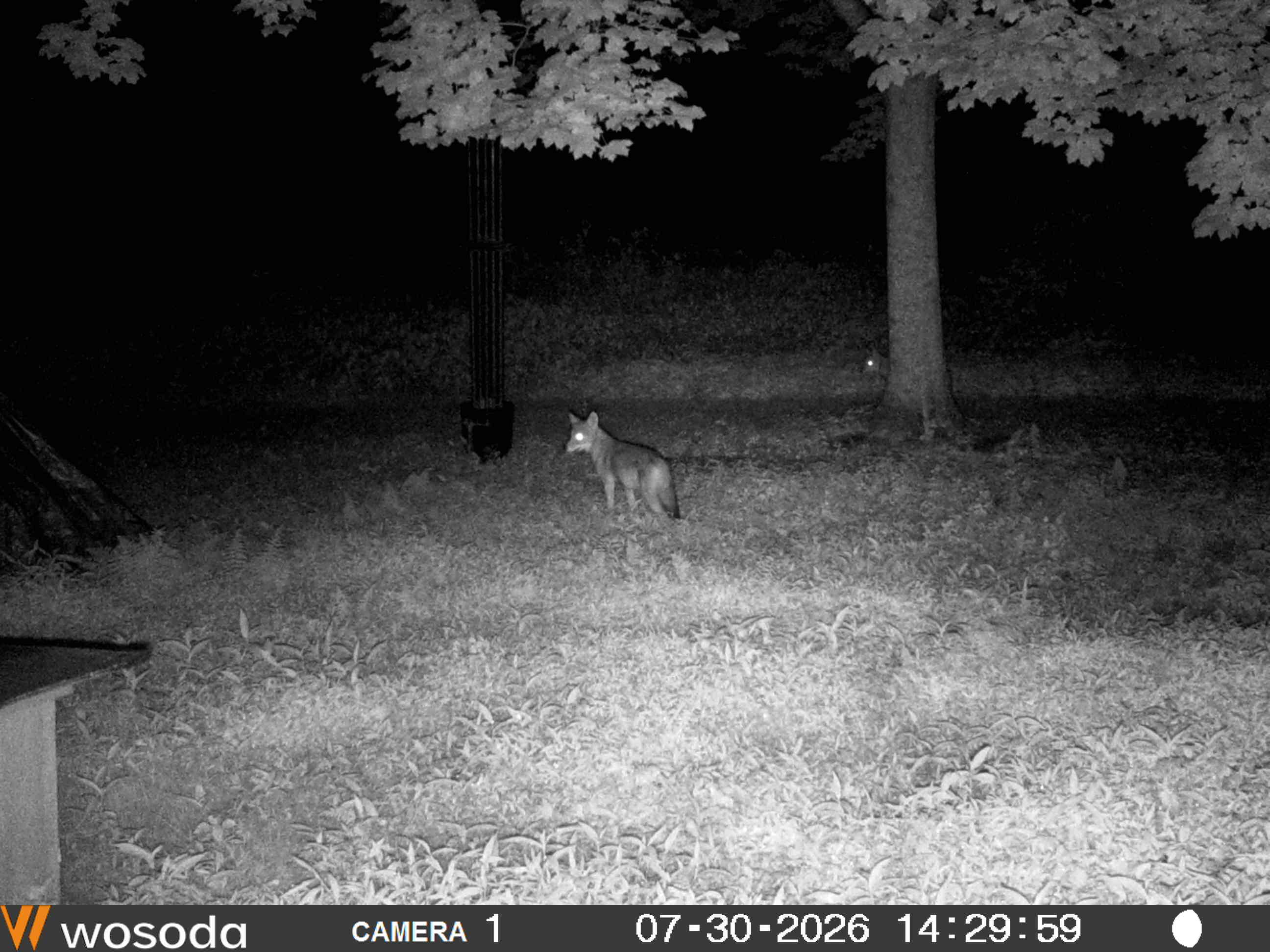 Infra-red photo of Coyotes/Coy-dogs visiting my yard at night.