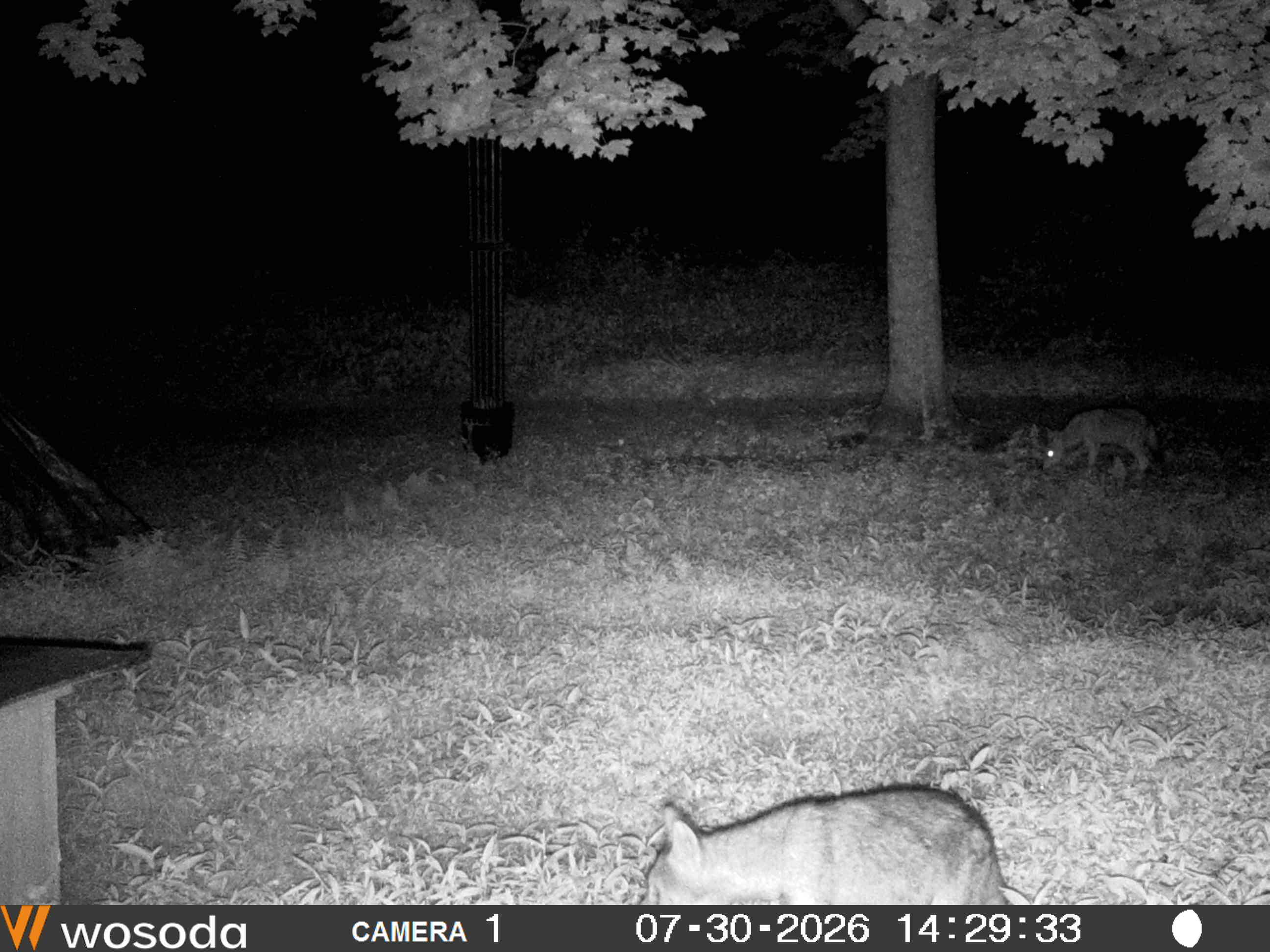 Infra-red photo of Coyotes/Coy-dogs visiting my yard at night.