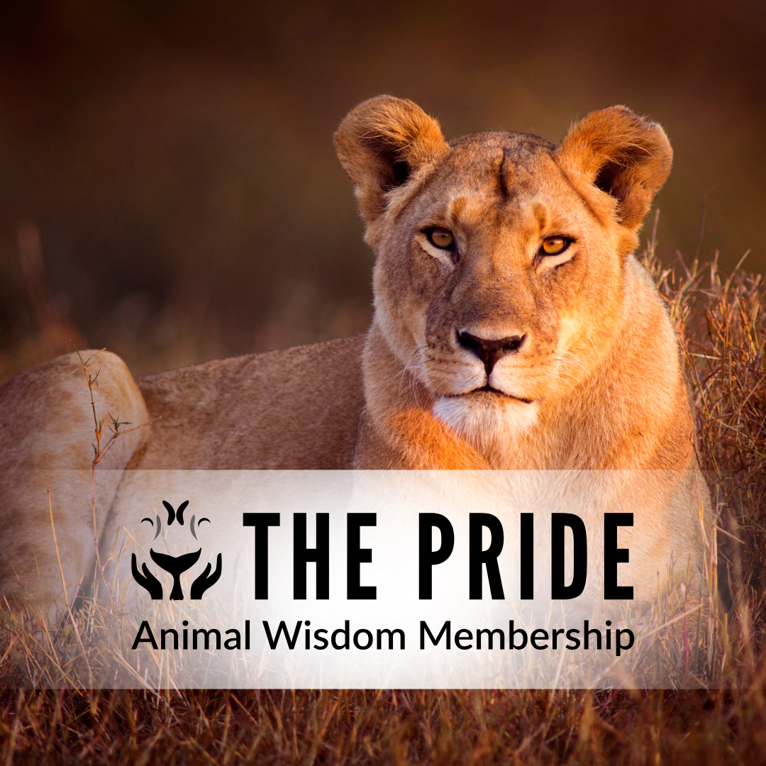 Photo of Starlight before her first BioResonance tgreatment.