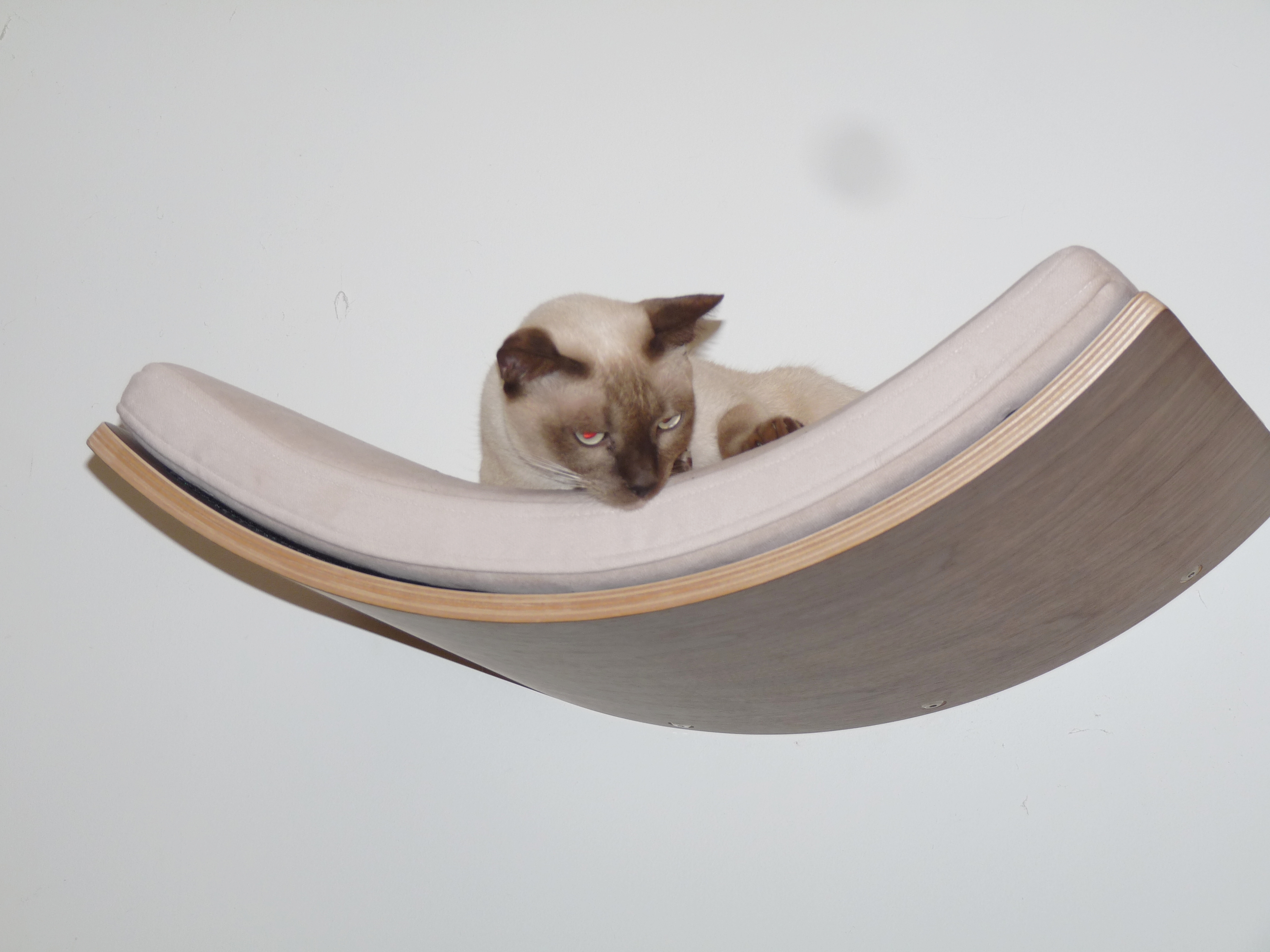 Photo of Starlight before her first BioResonance tgreatment.