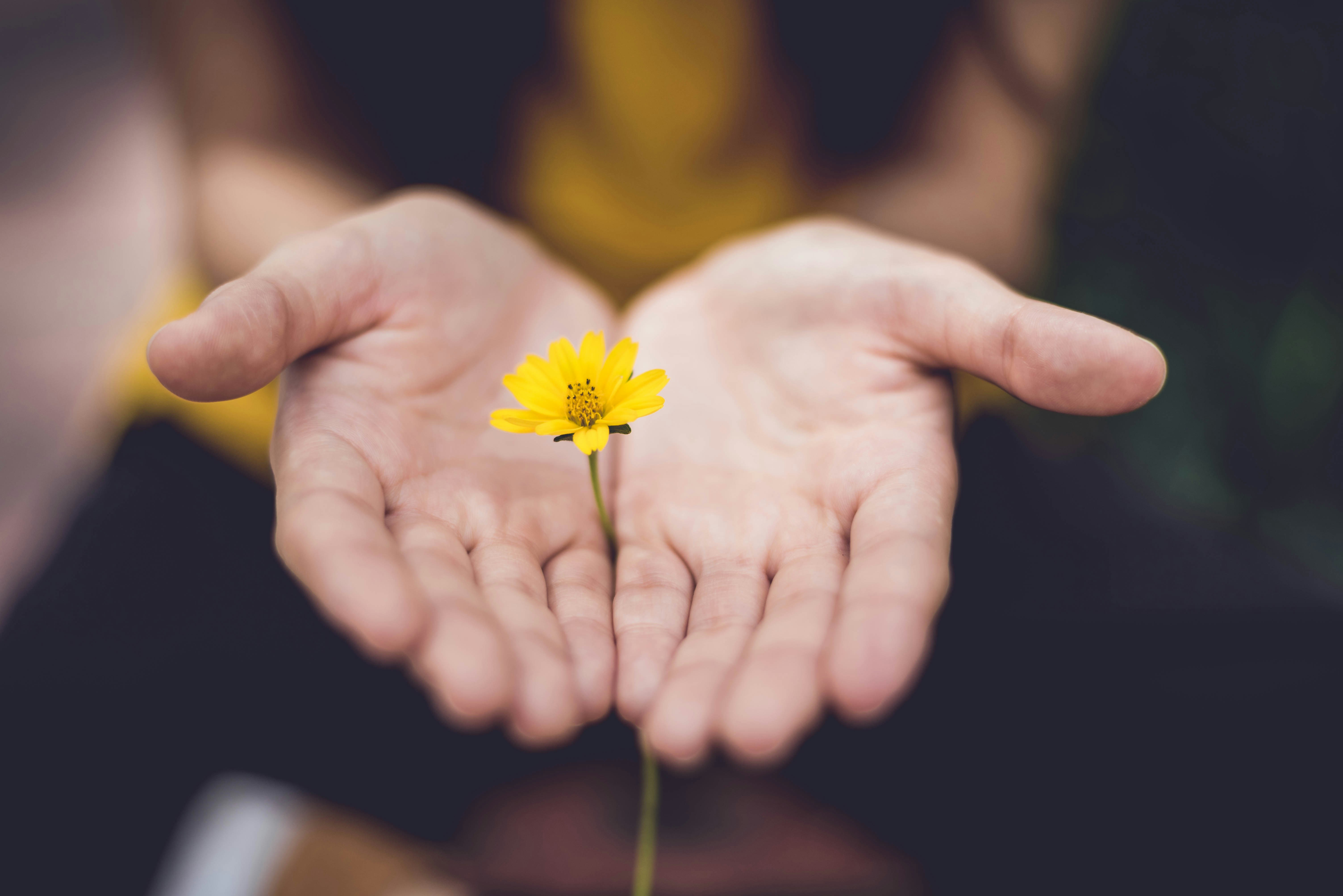 Hands holding blooming flower.