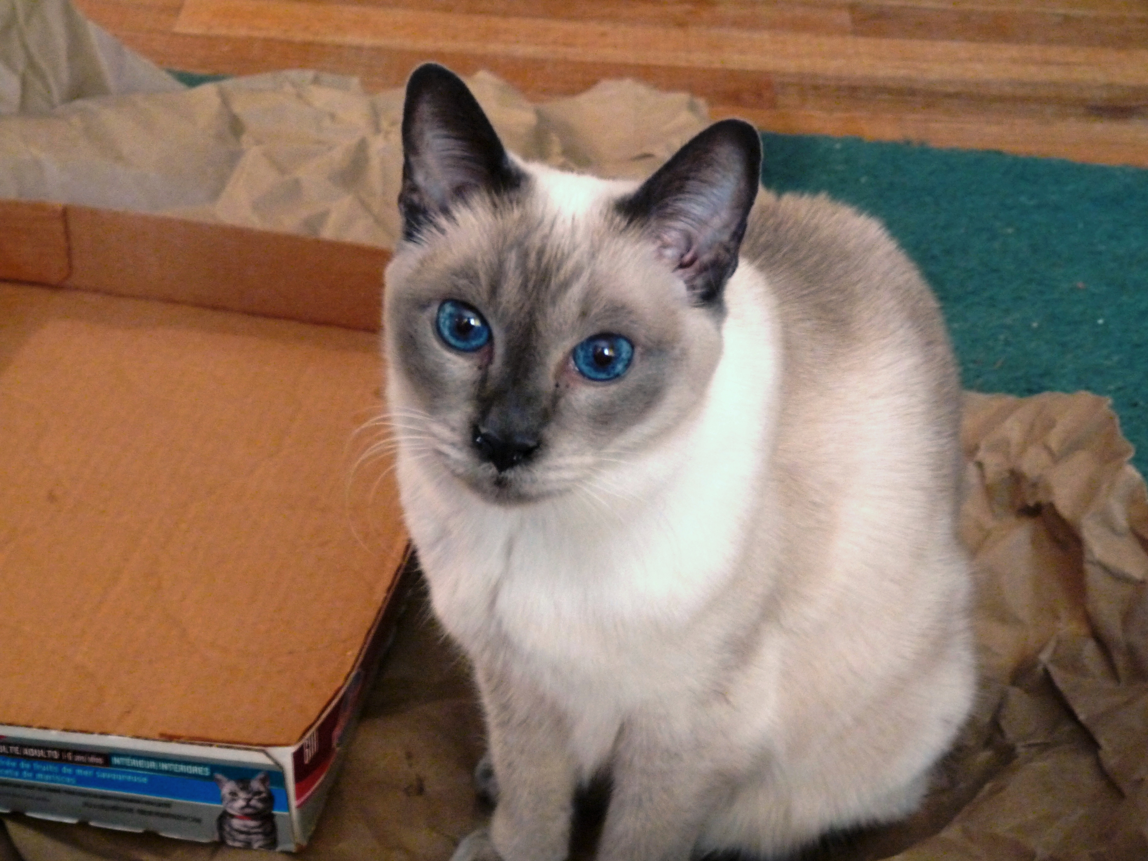 Photo of Starlight before her first BioResonance tgreatment.