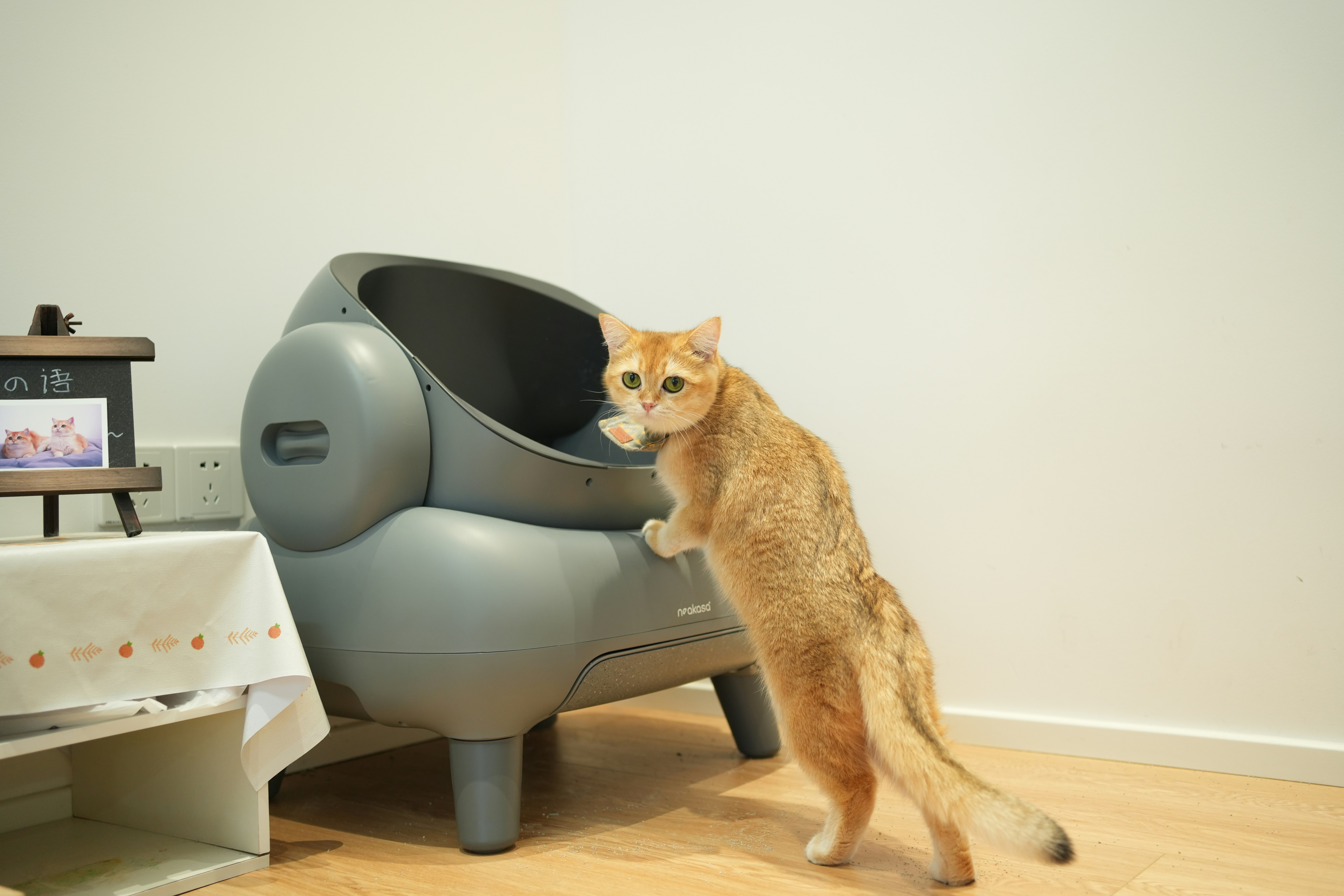 Cat peering in a litter box