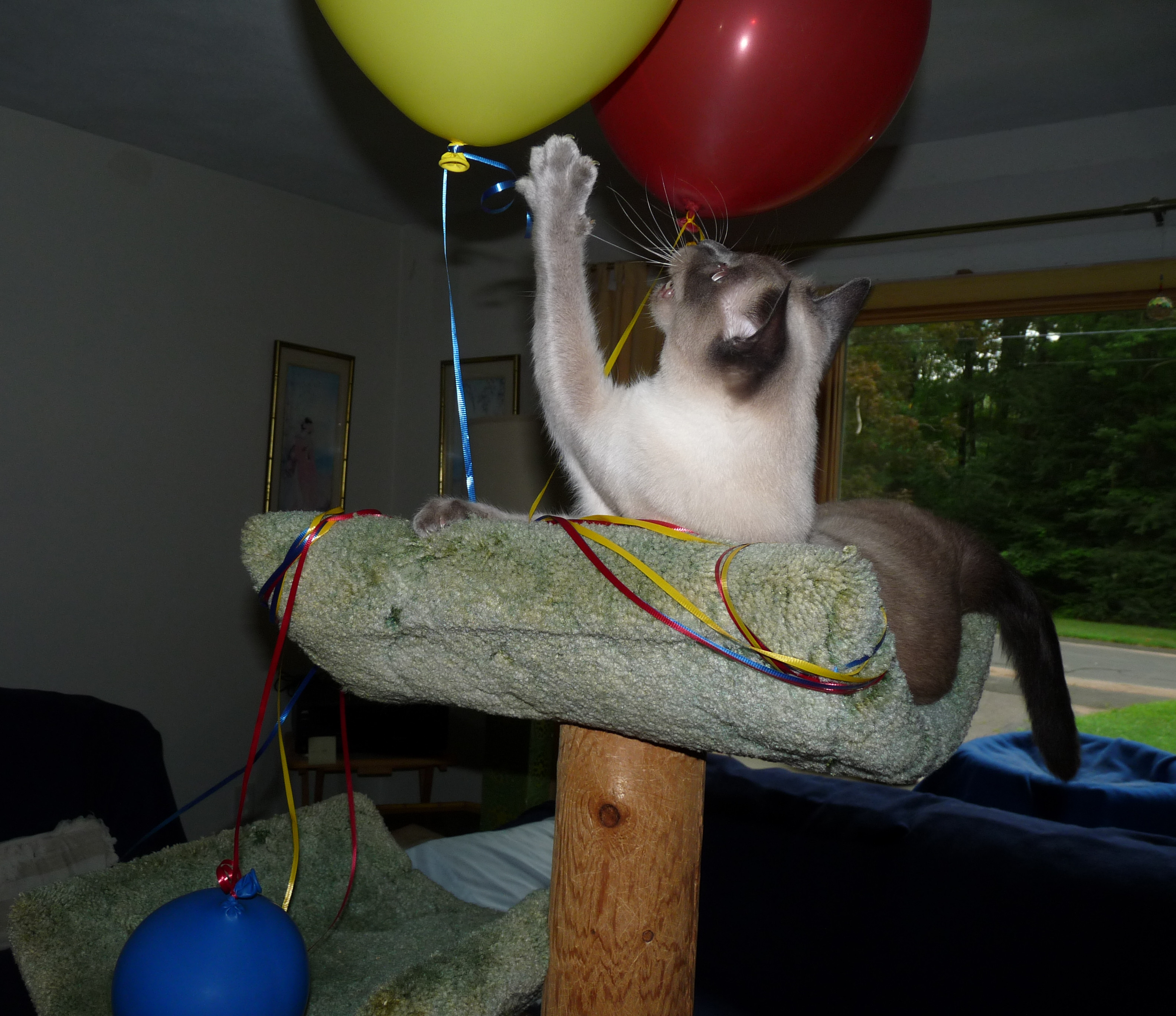 Starlight playing with birthday balloons atop cat tree.