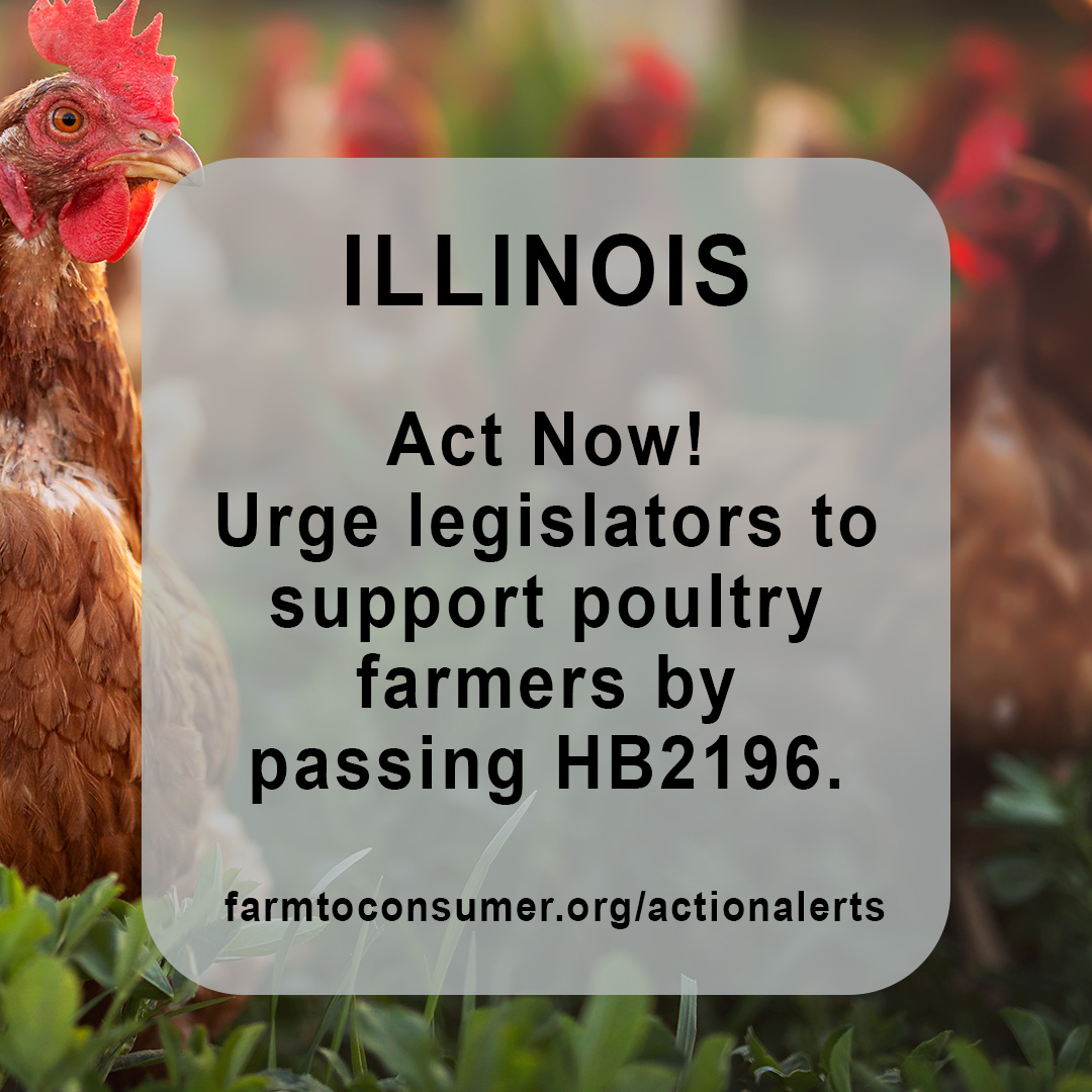 Chickens in a field: Poultry Processing in Illinois Action Alert graphic