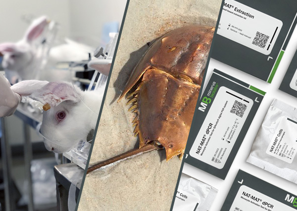 Photo of animal testing and the alternative pyrogen test method NAT-MAT