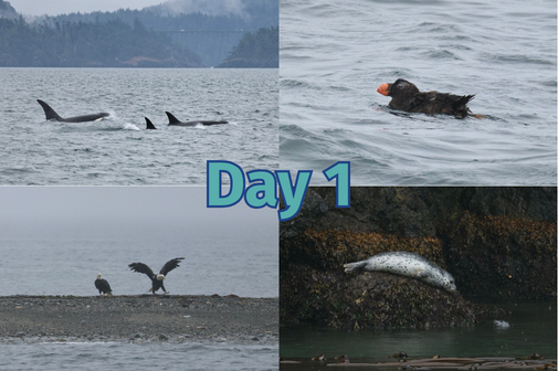 4 photo series with the phrase “Day 1.“ Top left photo features orcas in front of Deception Pass Bridge, top right photo features a tufted puffin, bottom left photo features 2 bald eagles on shore, bottom right photo features a harbor seal on a rock looking at a harbor seal in the water