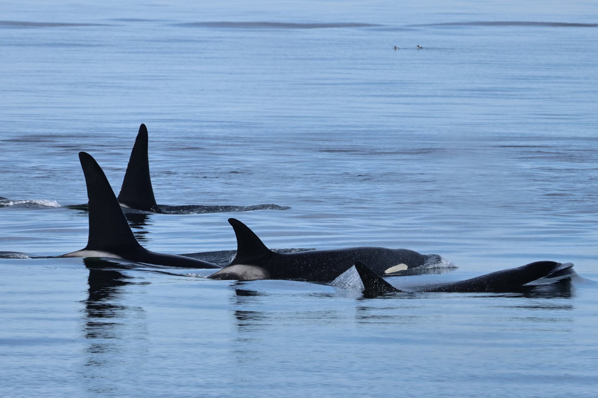 Four Bigg's Orcas surface in sync with each other