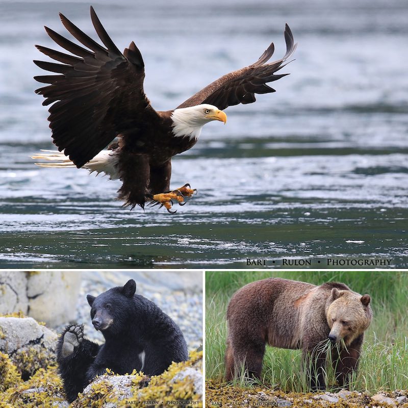 photo mosaic of a bald eagle and 2 bears (by Bart Rulon)