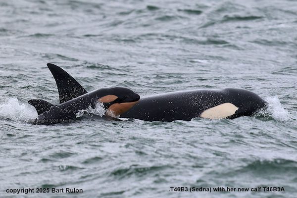 Photo of orca T46B3 and calf T46B3A (by PSE naturalist/photographer Bart Rulon)