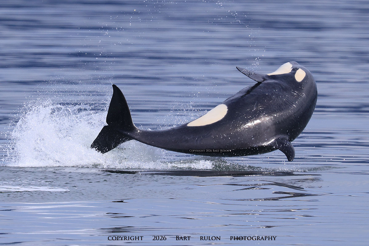 Gray Whale breaking the surface with an exhalation blow (photo by PSE Naturalist, Bart Rulon)
