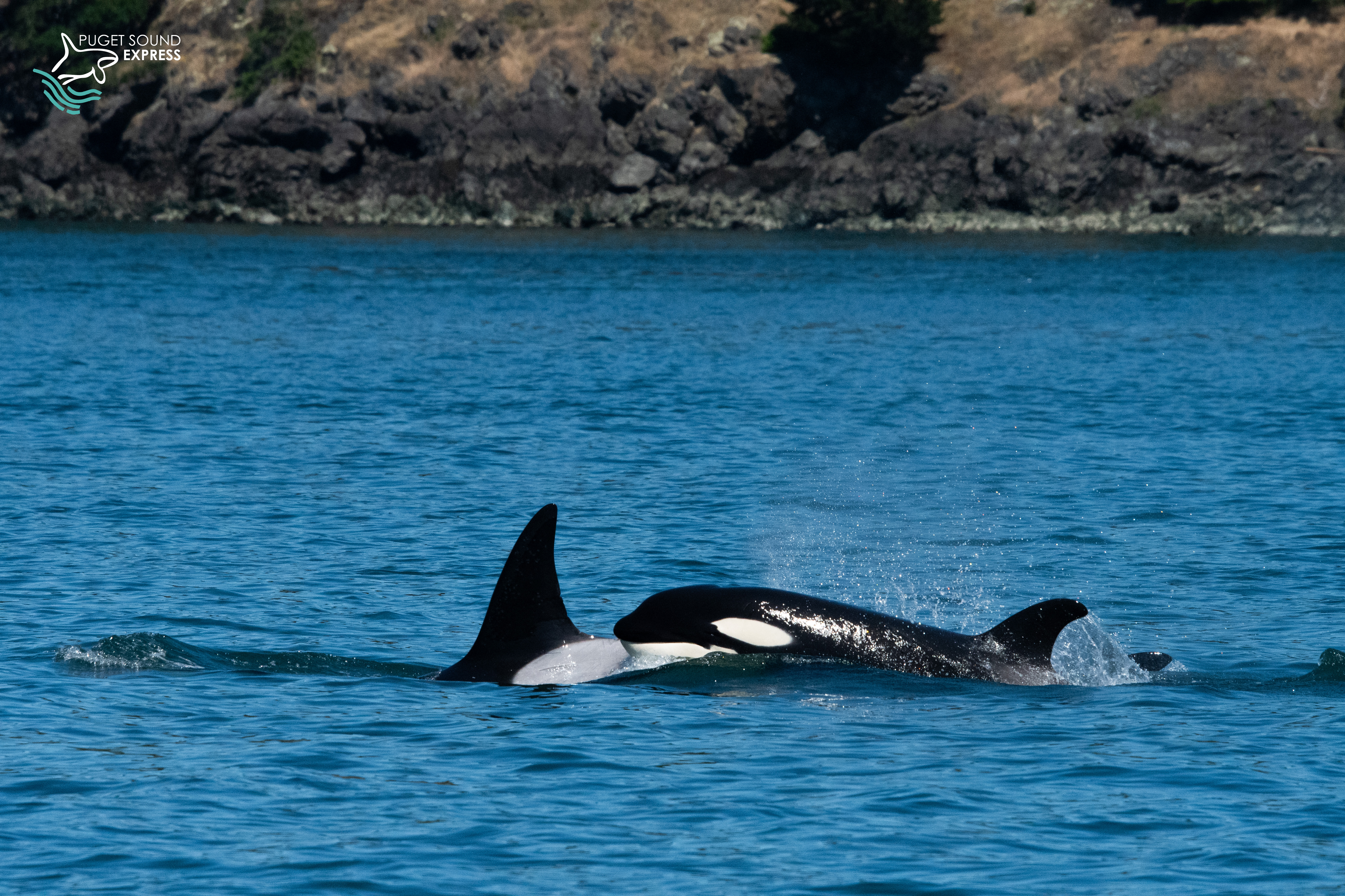 Orca pod travels by San Juan Island, just outside of Friday Harbor