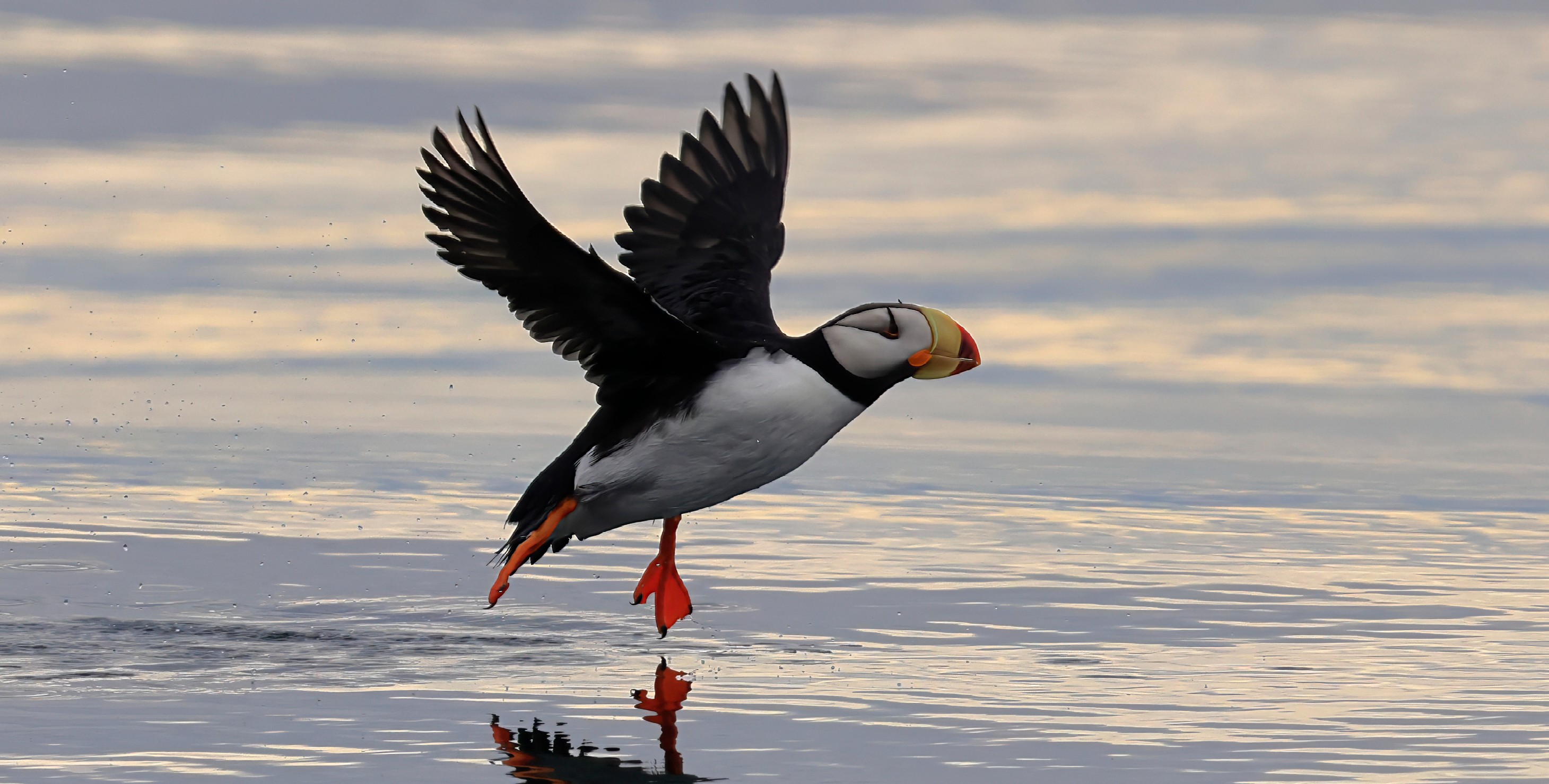 A puffin prepares to land on the water (photo by PSE Naturalist Bart Rulon))