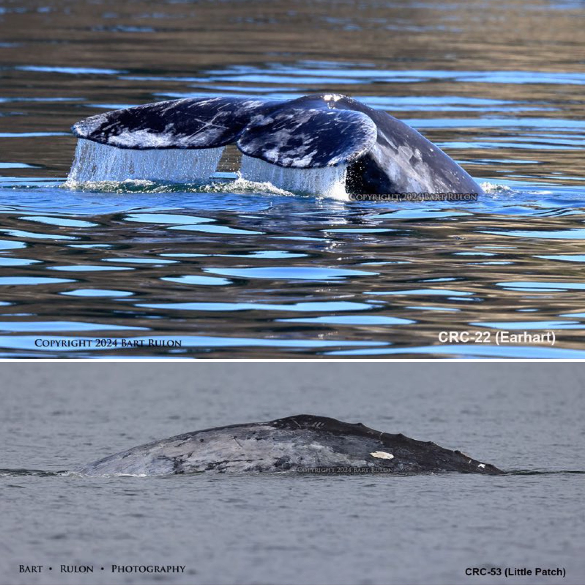 Photo mosaic of 2 gray whales (by PSE naturalist/photographer Bart Rulon)