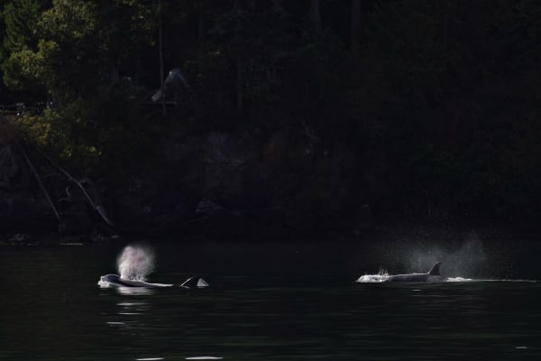 two orcas exhaling (photo by PSE Naturalist Brooke C.)