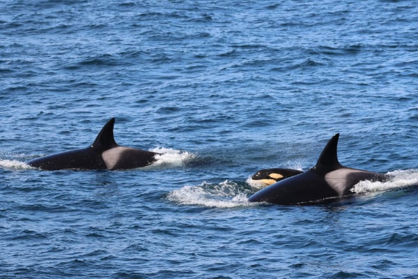 3 orcas, including baby orca (photo by PSE Naturalist Kyla B.)