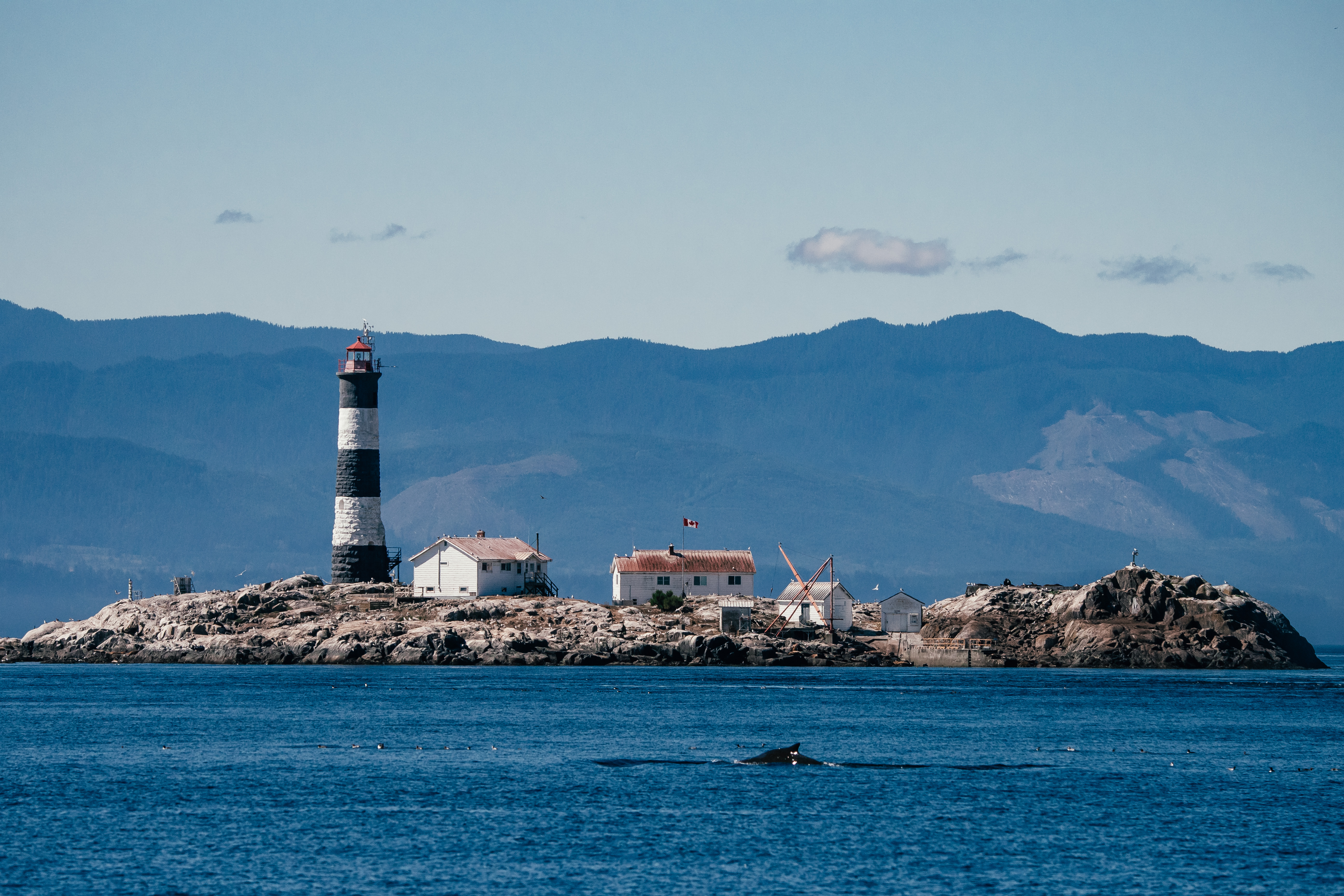 Humpback whale surfaces in front of the Race Rocks lighthouse off of Vancouver Island, British Columbia