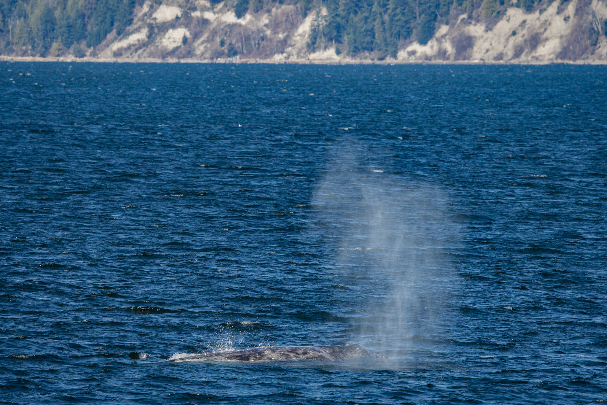 Gray Whale breaking the surface with an exhalation blow (photo by PSE Naturalist, Bart Rulon)
