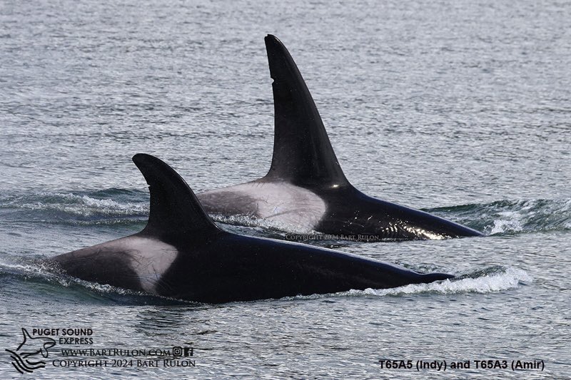Photo of T65A3 and T65A5 orcas (photo by PSE Naturalist Bart Rulon)