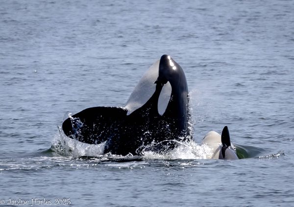 T100B family of Bigg's orcas