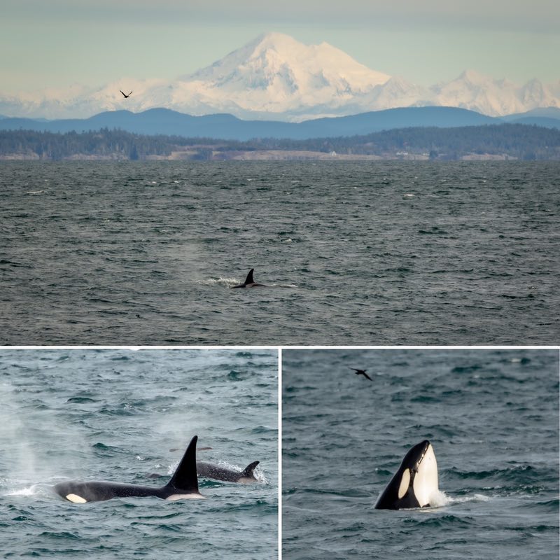 Photo mosaic of orcas (by Janine Harles)