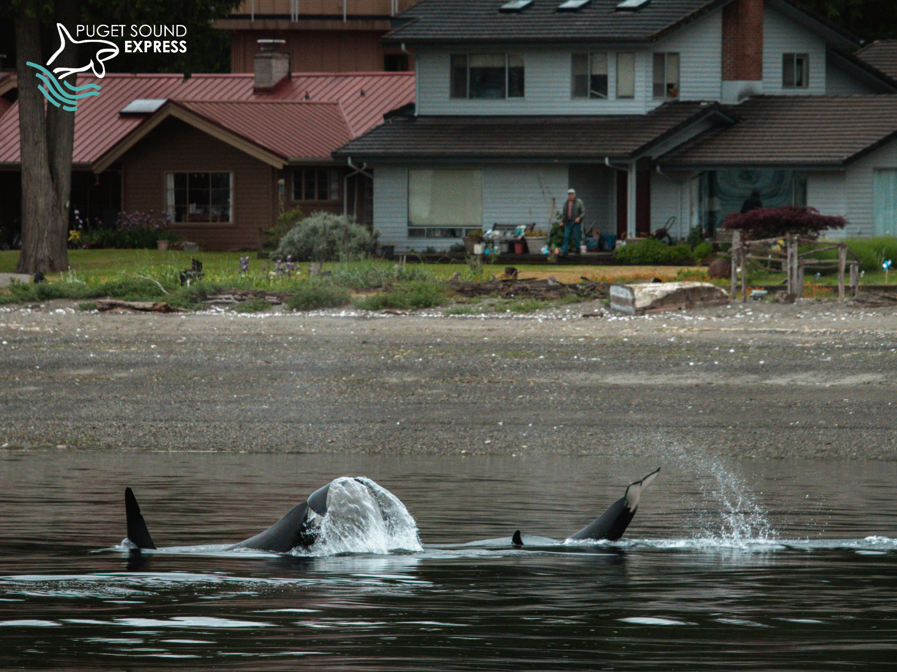 Gray Whale breaking the surface with an exhalation blow (photo by PSE Naturalist, Bart Rulon)