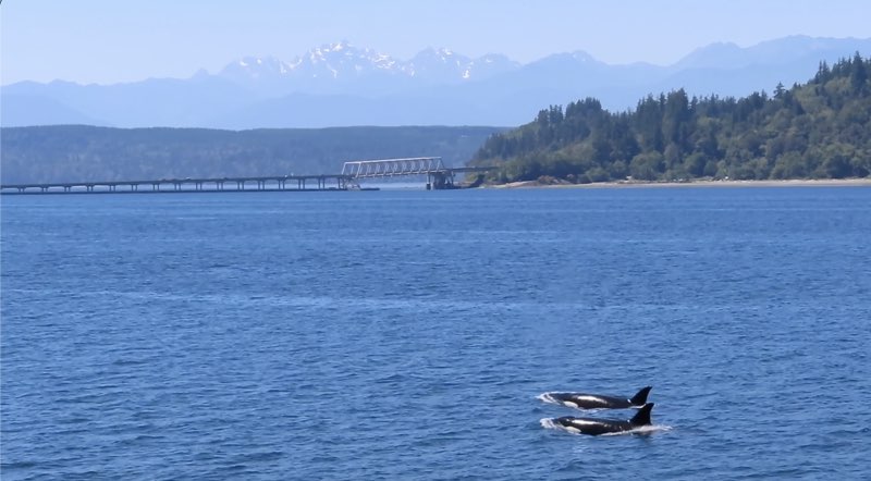 Photo of T65A orcas near Hood Canal Bridge