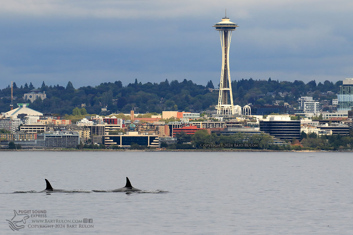 Photo of 2 orcas in front of Space Needle (by PSE naturalist/photographer Bart Rulon)