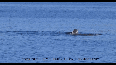 GIF of orca punting a harbor porpoise into the air (Video by PSE naturalist/photographer Bart R.)