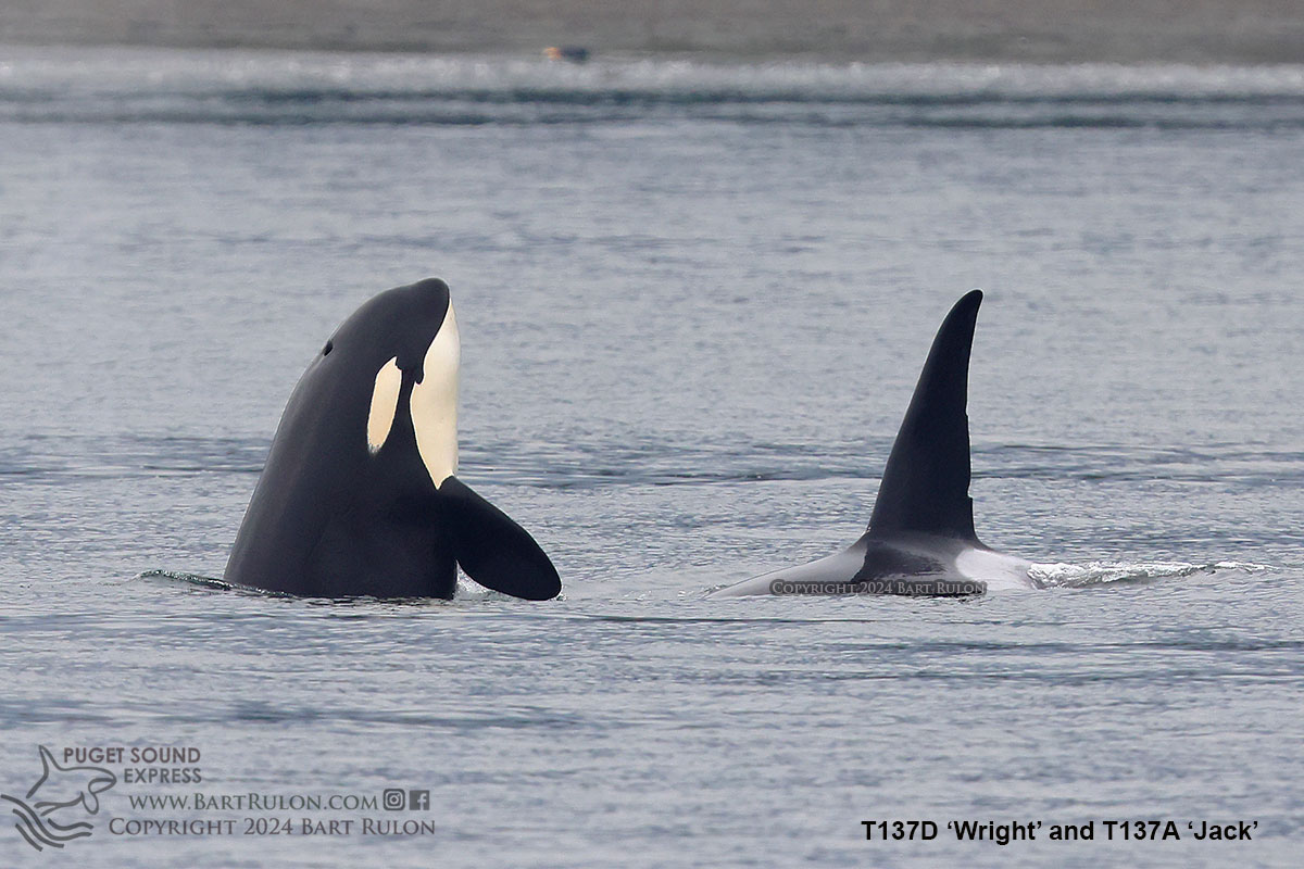 Photo of two orcas (by PSE naturalist/photographer Bart Rulon)