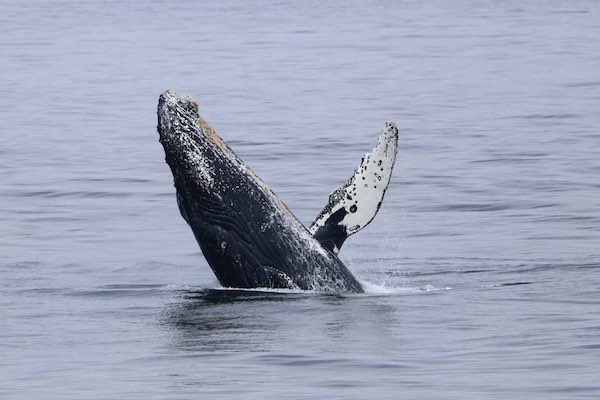 Photo of humpback whale “Vivaldi“ (Photo by PSE Naturalist Rachel R.)