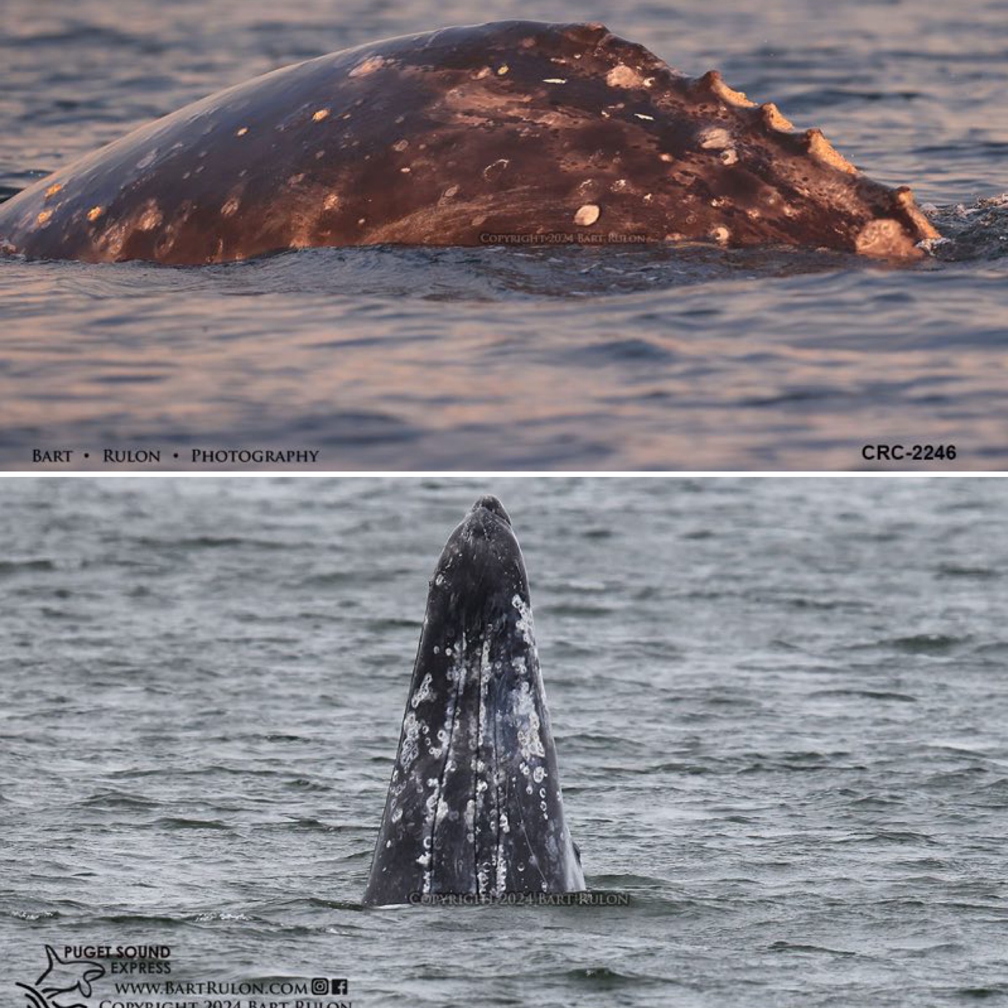 Photo mosaic of gray whales (by PSE naturalist/photographer Bart Rulon)