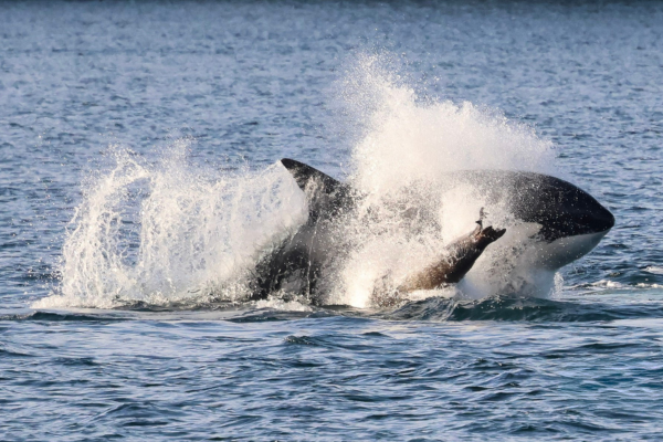 Orca hunting a sea lion (photo by PSE Naturalist Kyla B.)