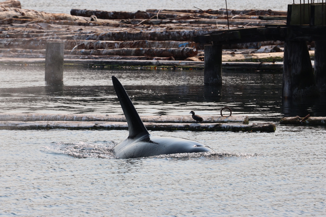 Photo of orca near a log boom (Photo by PSE naturalist Rachel R.)