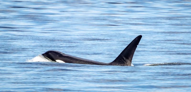 Photo of T65A3 orca by Janine Harles