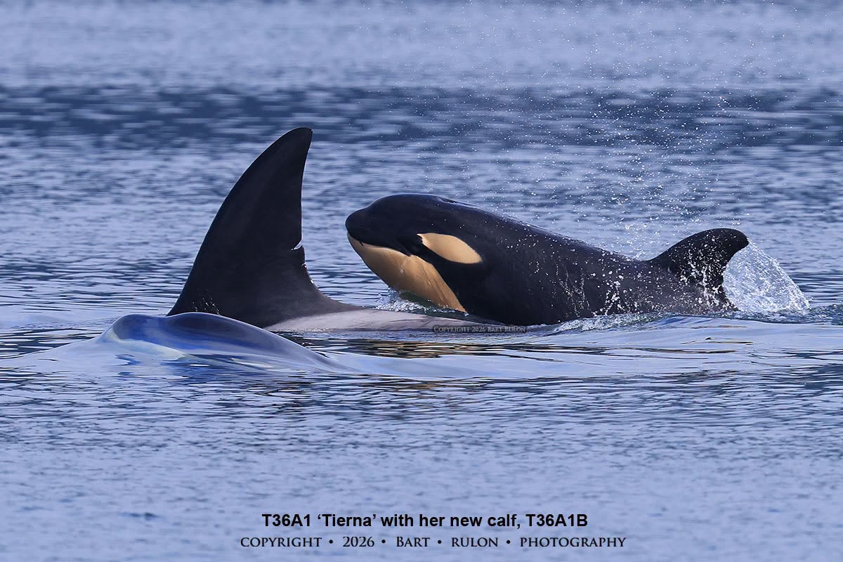 New calf T36A1B lifts their head above the water while traveling with their mother. 